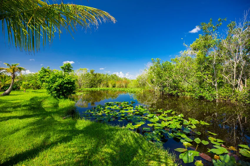 Lily pads cover part of a quiet Everglades wetland in Florida, surrounded by green grass, palms, and dense shoreline vegetation.
