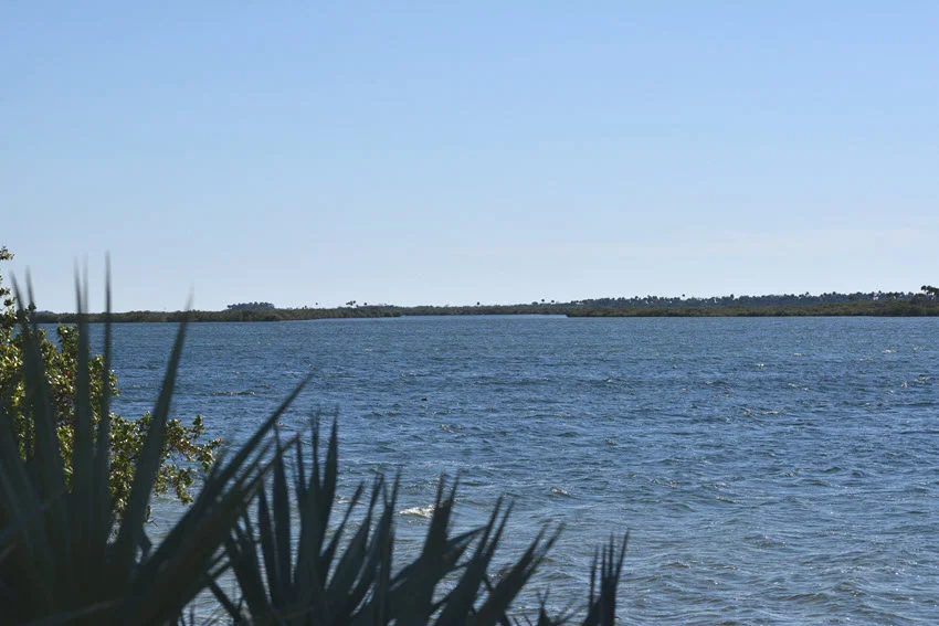 Wind-driven ripples cross Mosquito Lagoon in Florida, with palmetto fronds in the foreground and a low shoreline beneath clear blue sky.