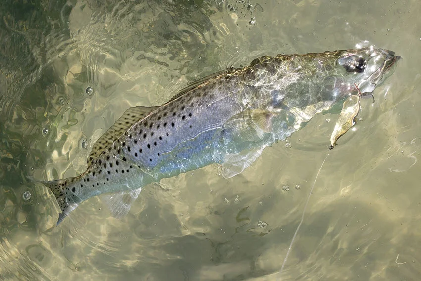 Speckled Trout in clear, shallow water with a gold spoon hooked at its mouth and dark spots visible along its back.
