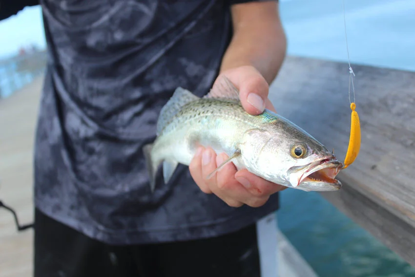 Angler holding a Speckled Trout beside a wooden railing, with a yellow soft plastic lure hooked in the fish's mouth.