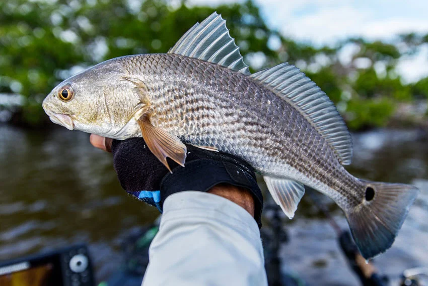 Close-up of an angler's hand holding a Redfish high in the air, its silvery scales glinting in the light.
