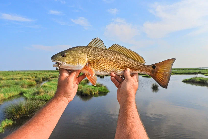 Angler holds a freshly caught Redfish with both hands, displaying an artificial bait hooked in its mouth against a marshland backdrop.