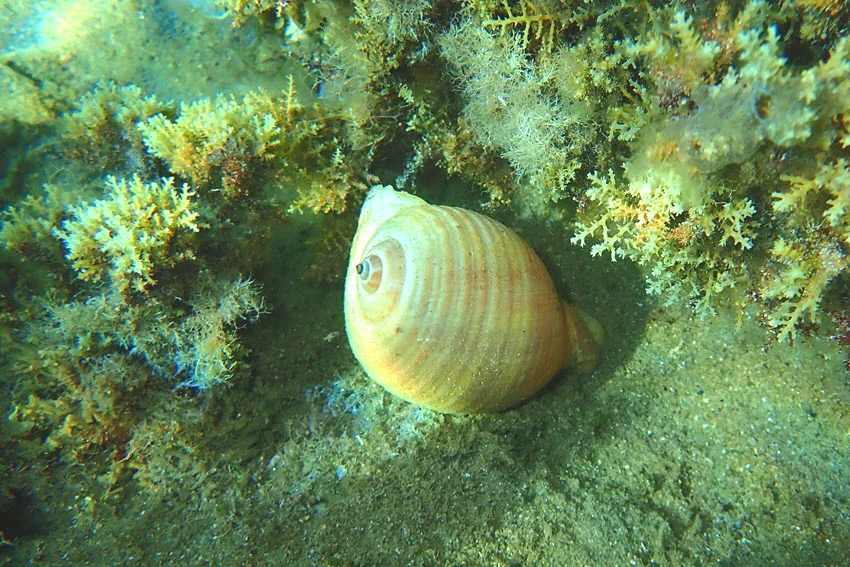 Huge mollusc placed on  sandy ocean floor, surrounded with ocean grass.