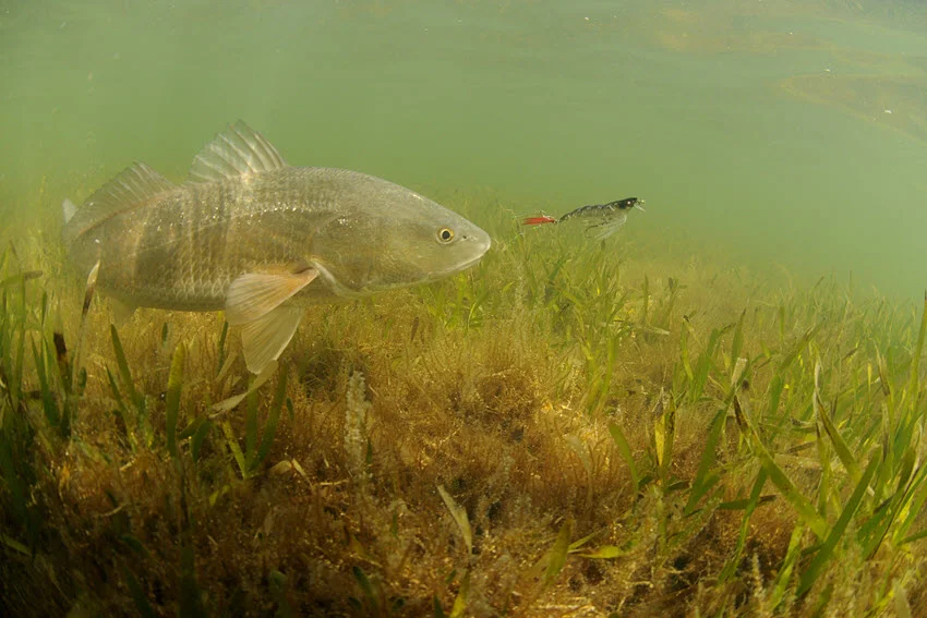 Underwater view of a Redfish swimming just above grassy vegetation in the ocean, pursuing an artificial lure.