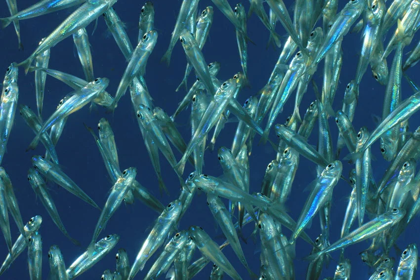 Close-up of sardine baitfish schooling tightly together in dark water.