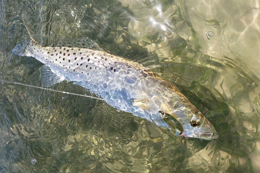 Top-down view of a Speckled Trout in clear, shallow water, with a gold spoon lure hooked in the corner of its mouth, lying over seagrass and sandy bottom.