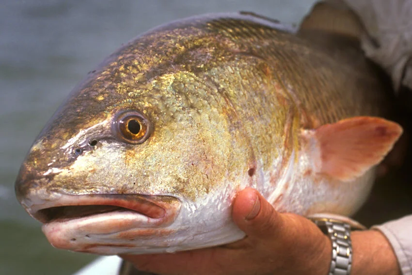 An angler holding a Redfish with its head pointed toward the camera, with blurred water visible from the boat in the background.