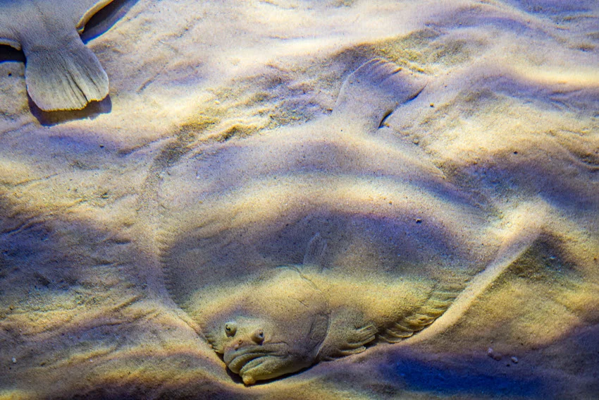 A Flounder camouflaged and lying flat on the seabed, blending seamlessly with the sandy ocean floor.