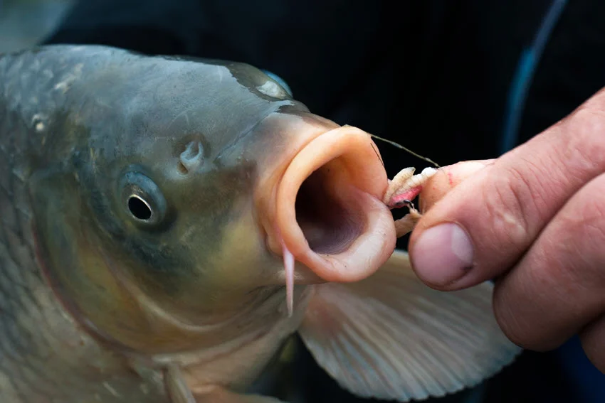 An anglers takes away a life bait from fish's mouth.