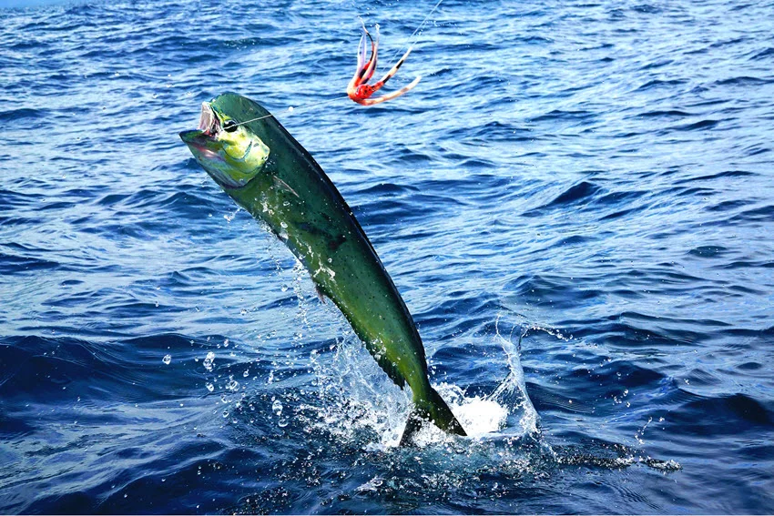 A dynamic view of a Mahi Mahi leaping out of the sea, striking a lure mid-air.