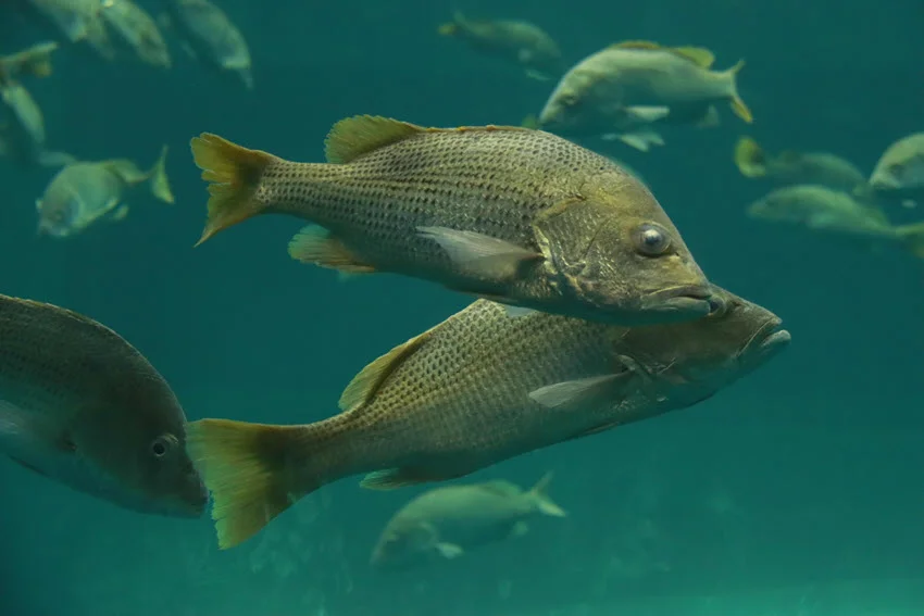 Mangoreve Snapper swims among other fishes, somewhere in deep sea.