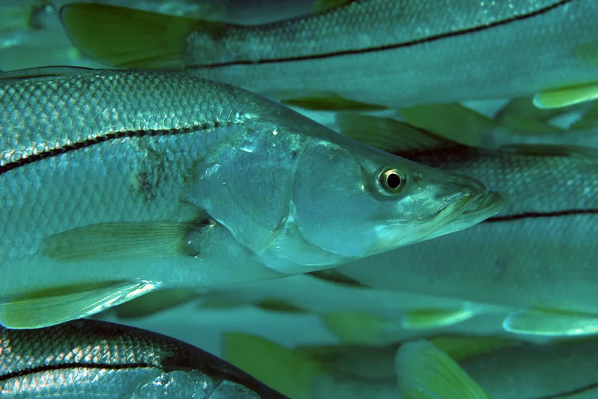A close-up shot of a single Snook fish swimming among a school, its sleek body highlighted in the clear water.