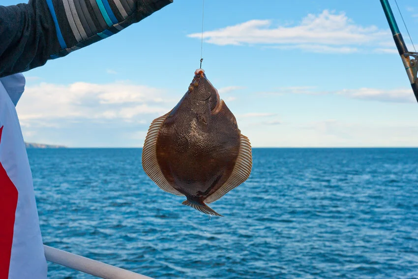An angler holds freshly caught Flounder, still hanging on a hook.