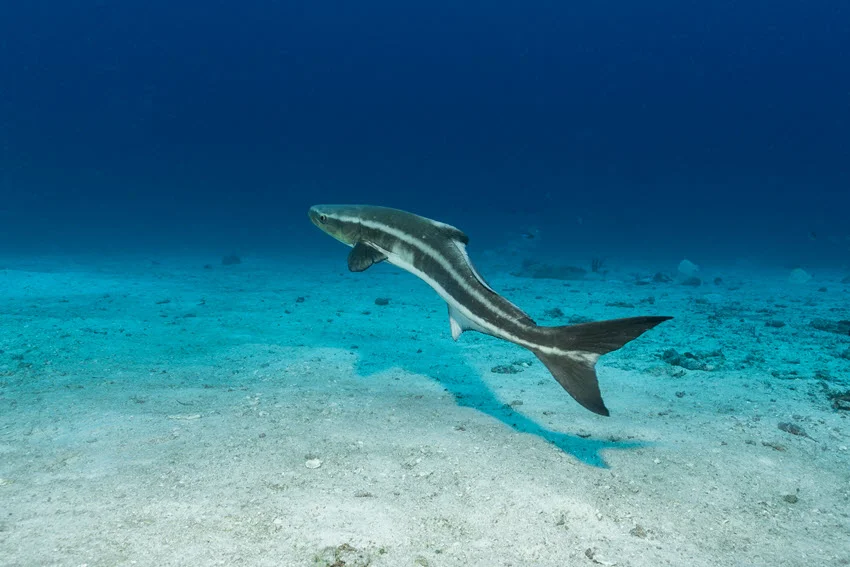 Back view of a Cobia swimming just above the sandy ocean floor, showcasing its long, torpedo-shaped body and dark lateral stripe.