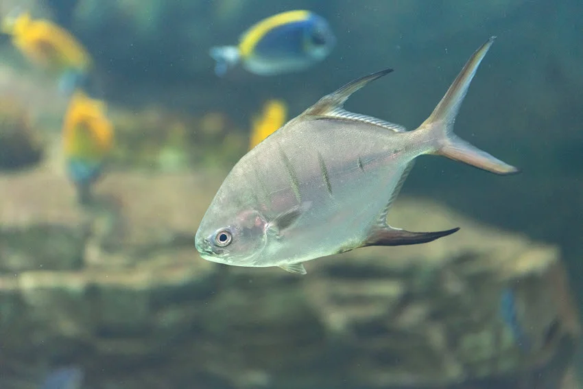 Focused view of a Permit swimming in the ocean among seagrass, with a blurred background highlighting its sleek, silvery body.