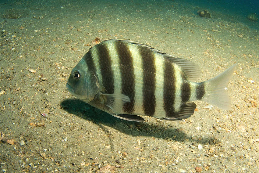 Close shot of a Sheepshead swimming near the ocean bottom, showing its bold stripes and flat body shape.