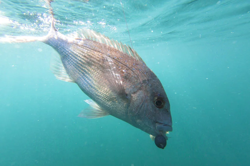 An underwater shot of a Snapper on a hook, just below the surface, with light filtering through the water above.