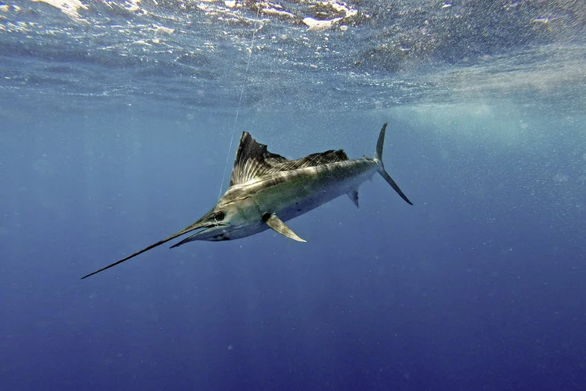 Close underwater shot of a Sailfish that has taken the bait, with its bill and vibrant fins visible, near the surface where daylight filters through the water.
