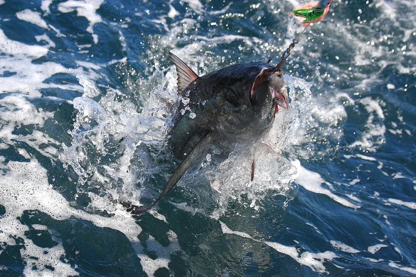 Close shot of a Yellowfin Tuna being pulled from the sea, with hook and bait clearly visible near its mouth.