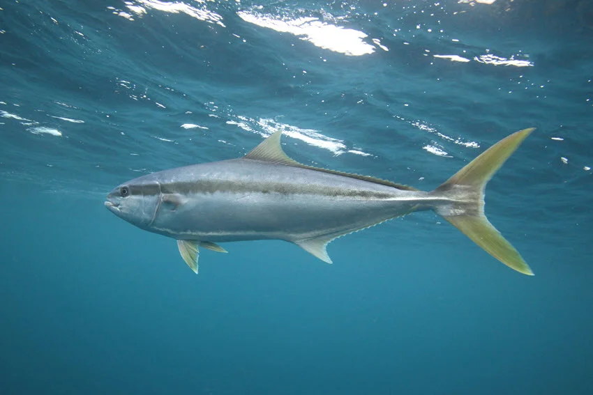 View of Yellowtail Kingfish swimming near the ocean surface, with its sleek body and yellow stripe catching the light.