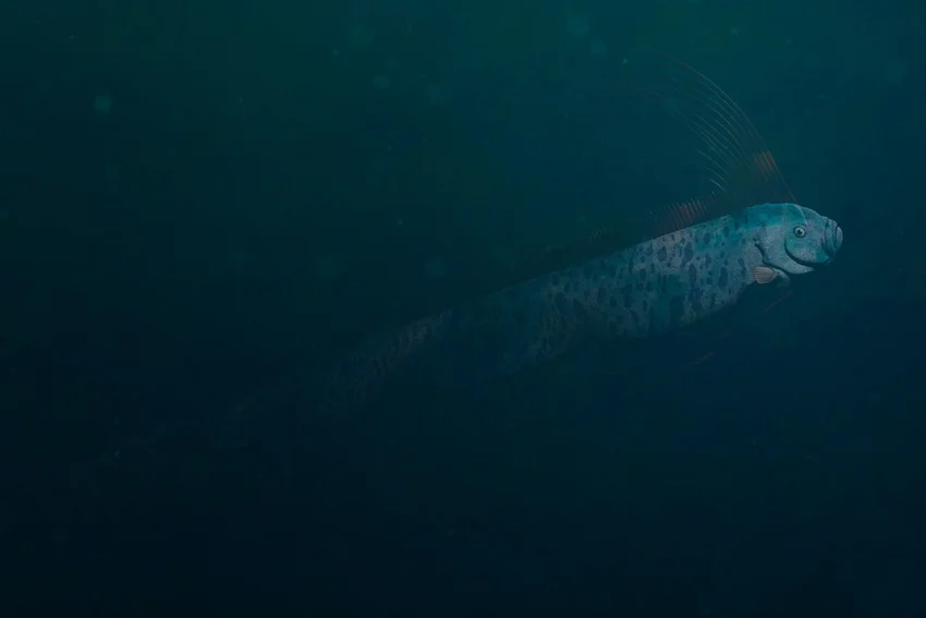 A Giant Oarfish swimming in dark, deep water, highlighting its elongated body and unusual shape, rarely seen by anglers.