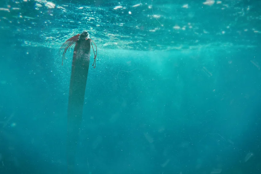 A rare Giant Oarfish rising vertically near the ocean surface, showing its long ribbon-like body in open blue water.
