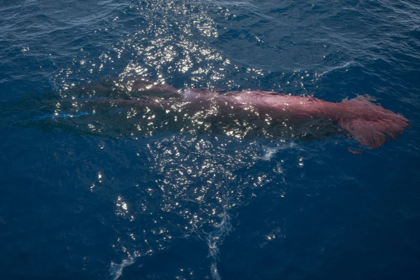A Giant Squid floating near the surface in offshore waters, revealing part of its body in the Gulf of Mexico.