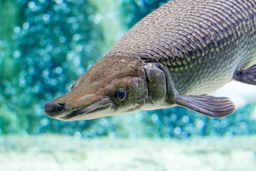 Large Alligator Gar swimming underwater, with armored scales, a broad body, and its long snout clearly visible against a blue background.