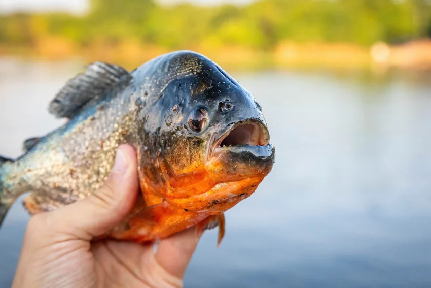 An angler holding a Piranha with sharp teeth visible, showing a rare non-native catch from freshwater systems.