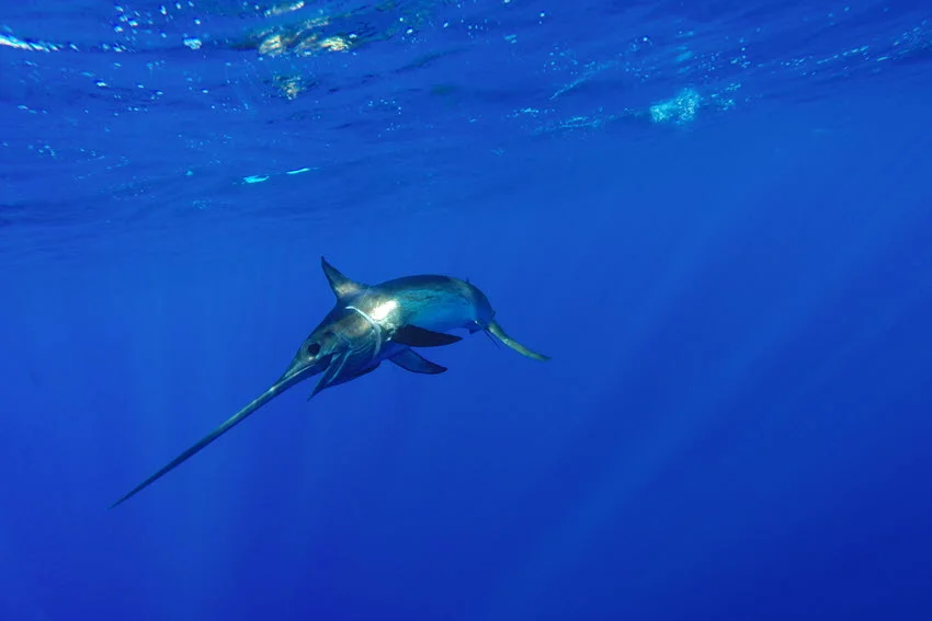 Swordfish breaking the surface of the deep sea while hooked during an offshore fight.