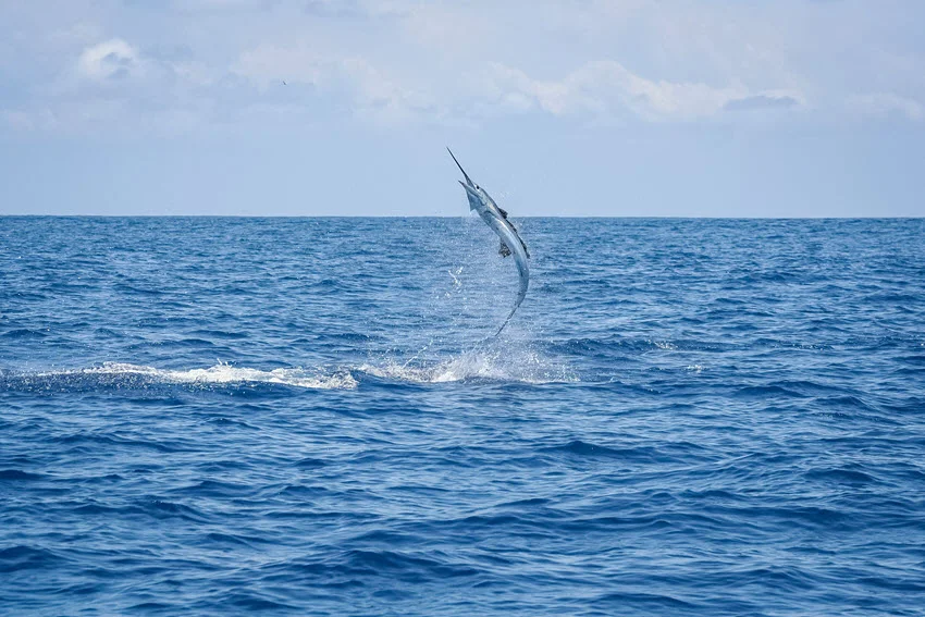 Indo-Pacific Sailfish leaping high above deep blue waters during a powerful run.