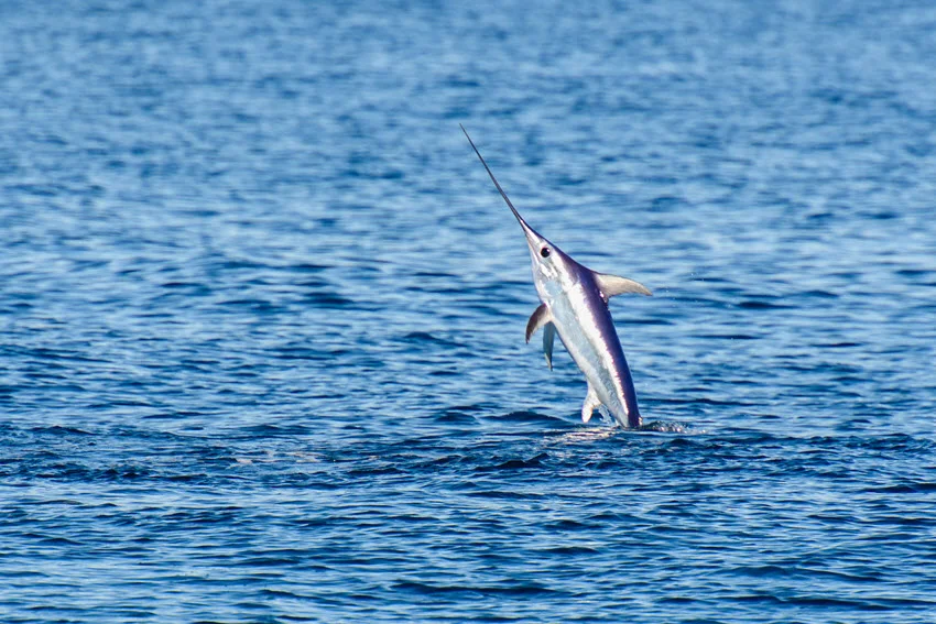 Swordfish Fishing: The Angler's Guide