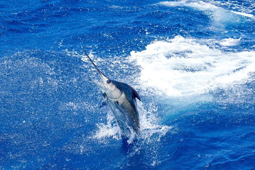 Blue Marlin leaping from ocean waters during an energetic offshore pursuit.