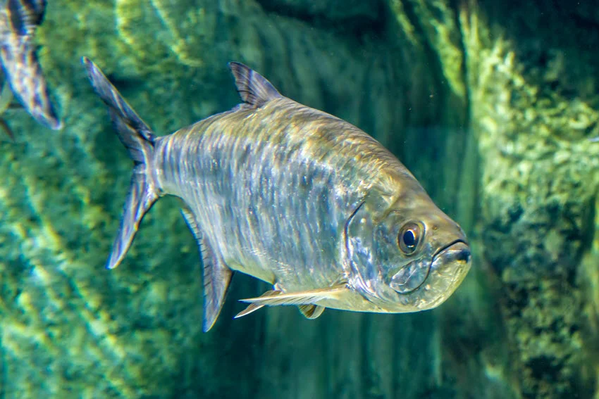 An Atlantic Tarpon fish swimming in the clear coastal waters, with a backdrop of underwater vegetation.