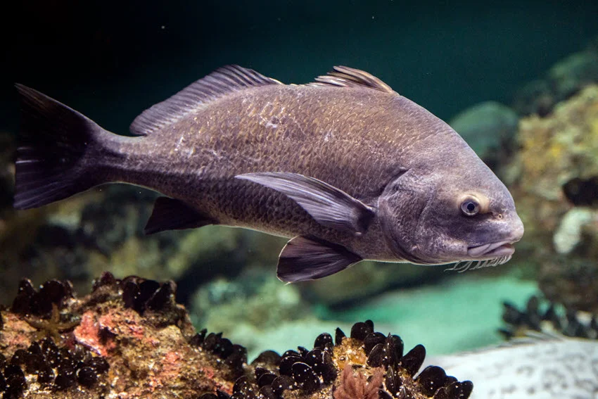 Close-up portrait of a Black Drum fish swimming near the ocean floor, with a rocky and barnacle-covered substrate in the background.