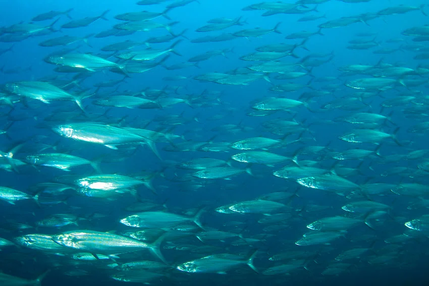A large school of Spanish Mackerel swimming through the blue waters of the southeast Florida coast.