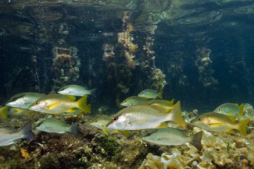 A group of Mangrove Snapper fish swimming among the mangrove roots in the sheltered waters of Florida.