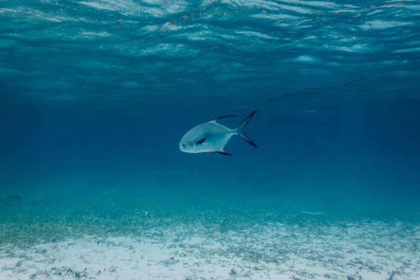 A Permit fish glides gracefully over the sandy sea bottom, its fins highlighted by the streaming sunlight underwater.