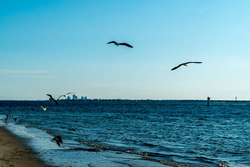 Seagulls in flight over the gentle waves at Picnic Island Park with the distant skyline of St. Petersburg, Florida, visible across the bay under a clear blue sky.