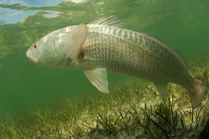 A Redfish swimming gracefully above the seagrass flats in its natural ocean habitat.