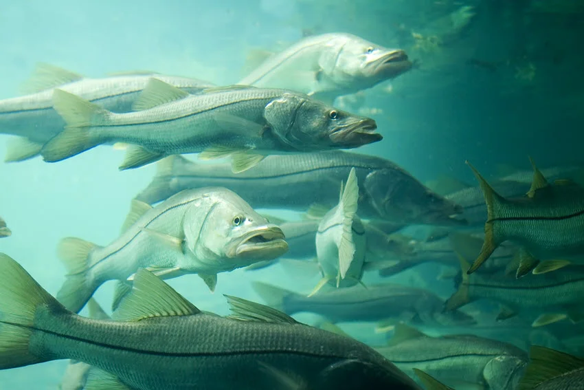 A school of Snook fish swimming together in the clear waters of Florida.