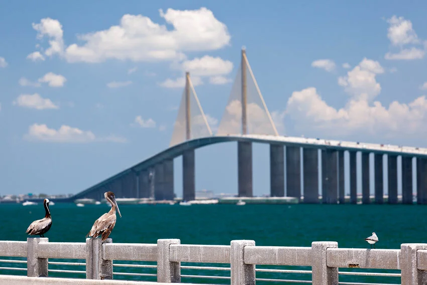 Pelicans perched on a concrete railing with the expansive Skyway Bridge in the background, stretching over the blue waters of Tampa Bay under a partly cloudy sky.