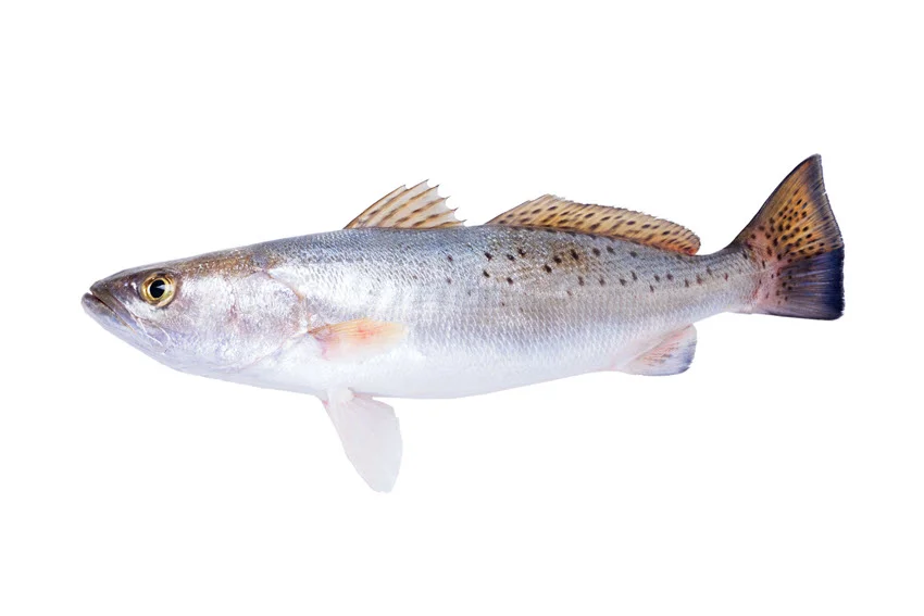 Spotted Seatrout isolated on a white background, displaying its distinctive spotted pattern and silver-gray body.