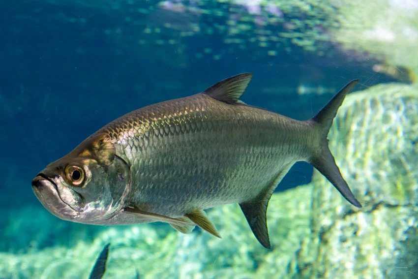 The Atlantic Tarpon (Megalops atlanticus), a large ray-finned fish inhabiting coastal waters, estuaries, lagoons, and rivers along the Atlantic Ocean.
