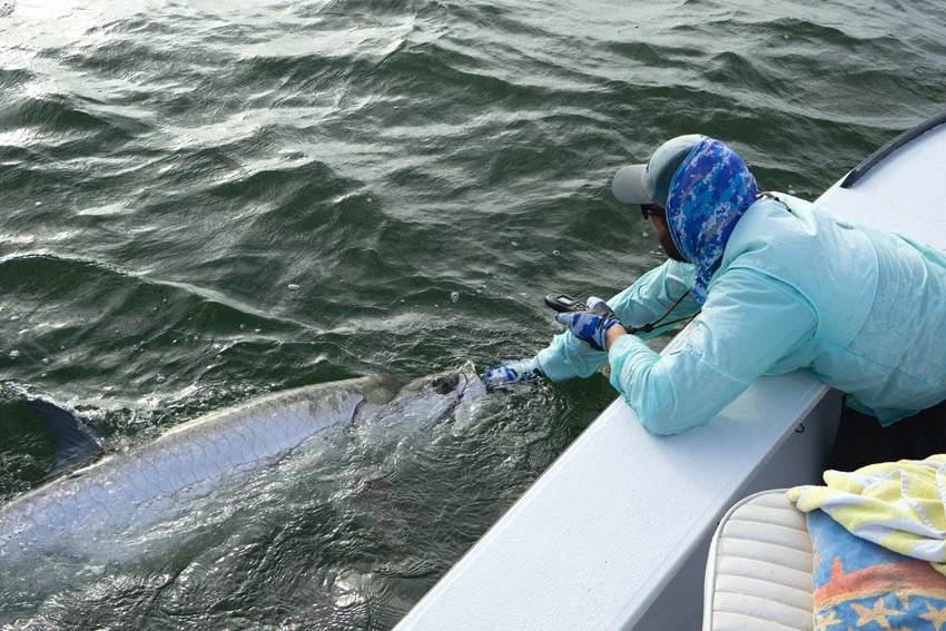 Fisherman gently holding a tarpon near the water’s surface, preparing to release it back into its natural habitat. Conservation and catch-and-release fishing concept.