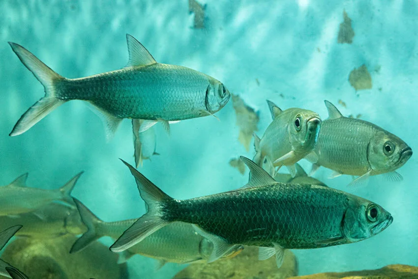 School of Indo-Pacific Tarpon swimming in clear blue water showing their silver bodies and forked tails.