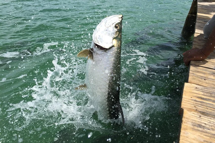 Tarpon leaping out of the water in a dramatic display, showcasing its strength and agility during a fight with an angler.