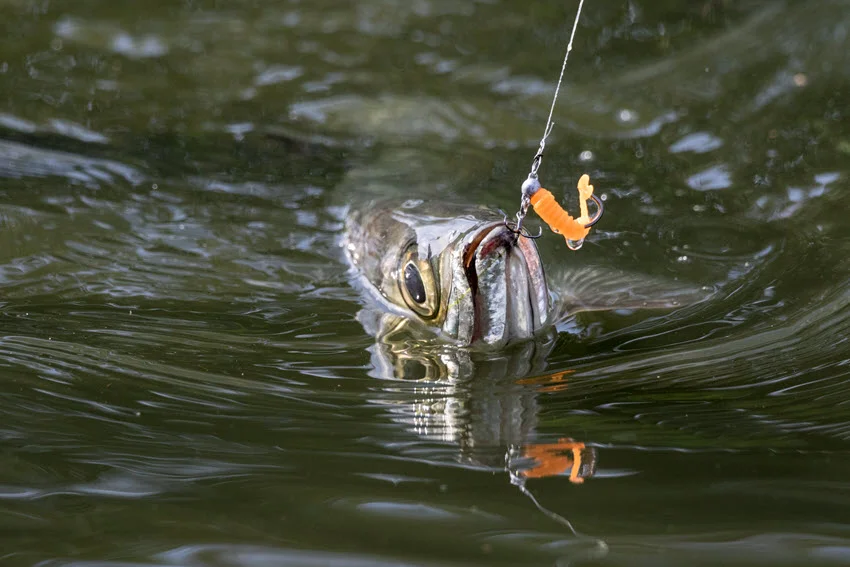 Tarpon leaping out of the water during a fight with an angler, showcasing its power and acrobatics in a dramatic moment.