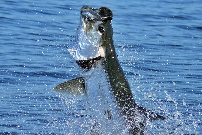 Tarpon Fishing: The Angler's Guide