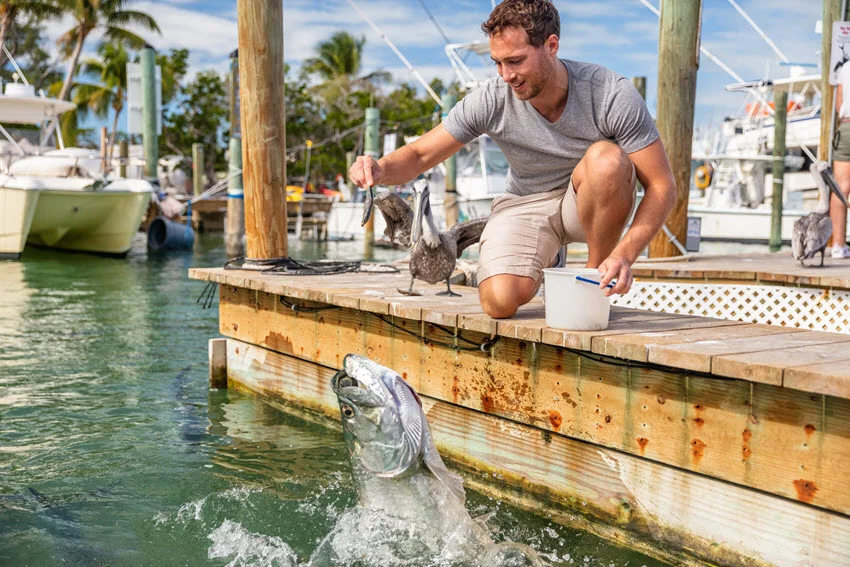 Close up view of an angler feeding a Tarpon at a Florida marina dock with boats moored in the background.